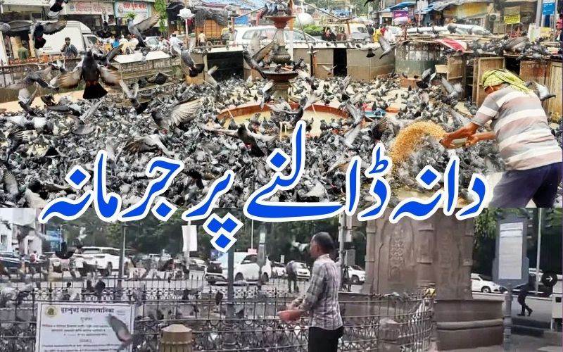  کبوترکودانہ ڈالنے والوں کی خیرنہیں۔ دانہ ڈالنے پر لگے گا جرمانہ 